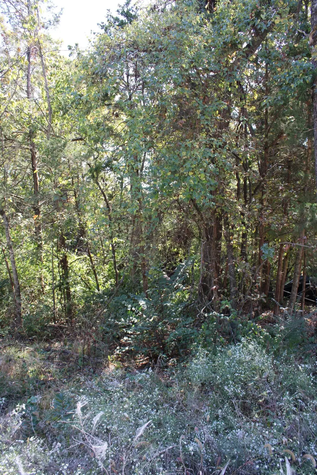 4042 Red Oak Road — photo 5
